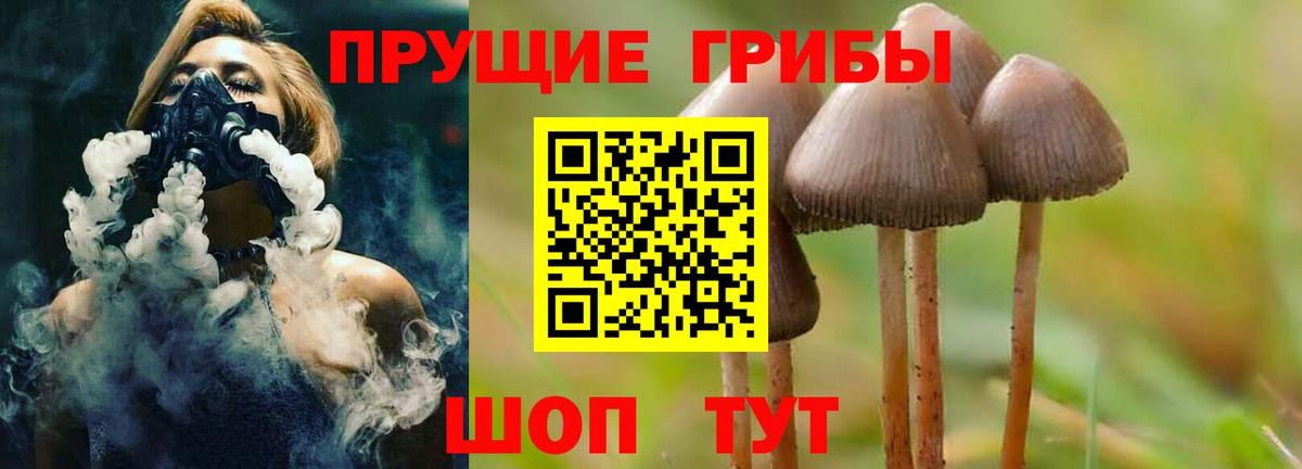 Галлюциногенные грибы Psilocybine cubensis Бугульма